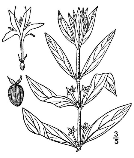 image of Diodia virginiana, Virginia Buttonweed, Large Buttonweed