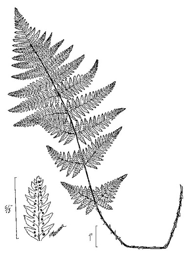 image of Dryopteris carthusiana, Spinulose Woodfern, Toothed Woodfern