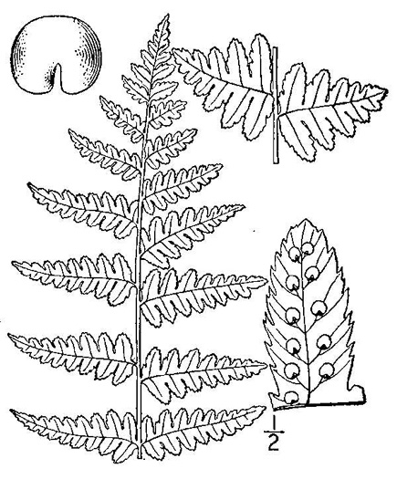 image of Dryopteris cristata, Crested Woodfern, Crested Shield-fern