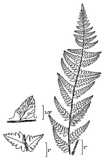 image of Dryopteris cristata, Crested Woodfern, Crested Shield-fern