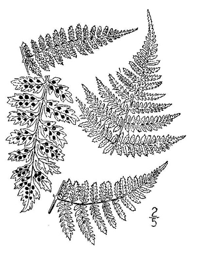 image of Dryopteris intermedia, Evergreen Woodfern, Fancy Fern, Intermediate Woodfern