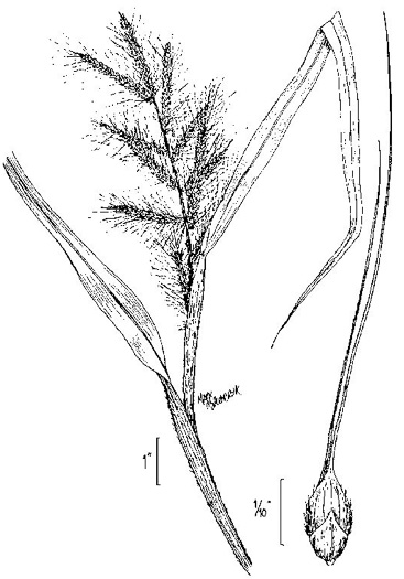 image of Echinochloa walteri, Swamp Barnyard-grass, Coast Cockspur-grass