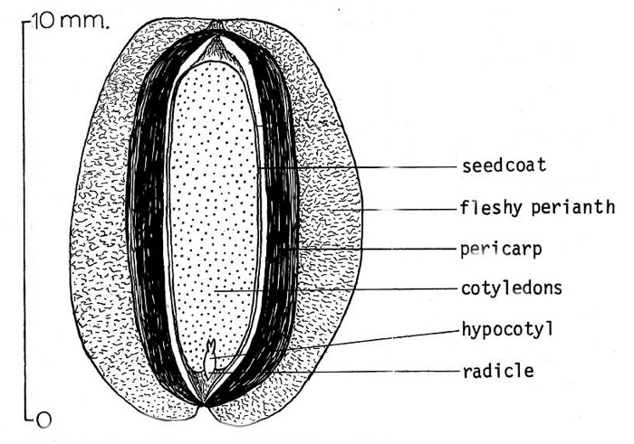 image of Elaeagnus angustifolia, Russian Olive, Oleaster