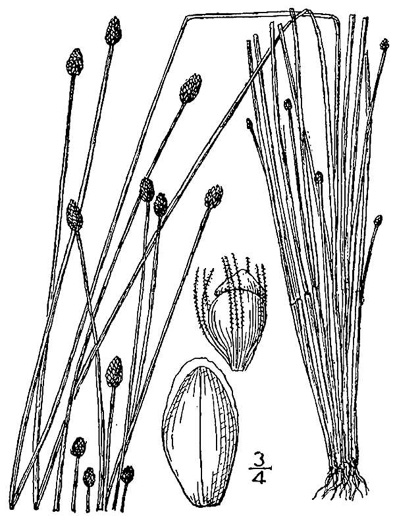 image of Eleocharis obtusa, Blunt Spikerush