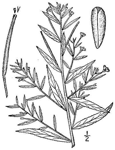 image of Epilobium coloratum, Purpleleaf Willowherb, Bronze Willowherb, Eastern Willowherb