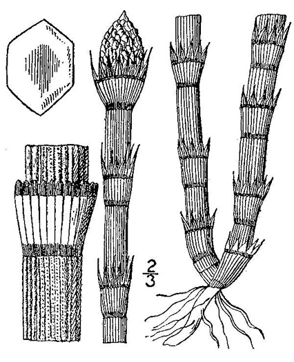 image of Equisetum praealtum, Tall Scouring-rush, River Scouring-rush