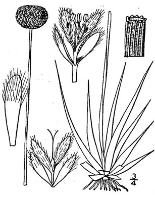 image of Eriocaulon compressum, Flattened Pipewort, Soft-headed Pipewort, Hat Pin