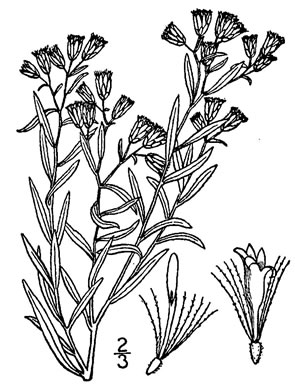 image of Euthamia leptocephala, Narrowhead Goldentop, Mississippi Valley Flat-topped Goldenrod