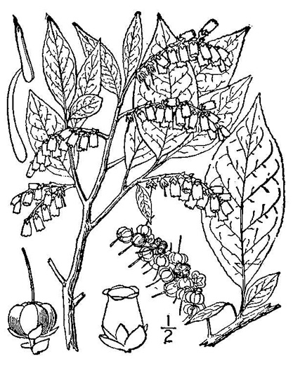 image of Eubotrys recurvus, Mountain Sweetbells, Mountain Fetterbush, Deciduous Fetterbush