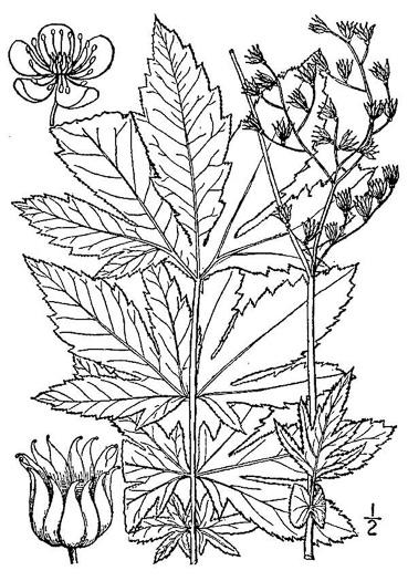 image of Filipendula rubra, Queen-of-the-Prairie