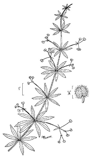 image of Galium aparine, Cleavers, Bedstraw