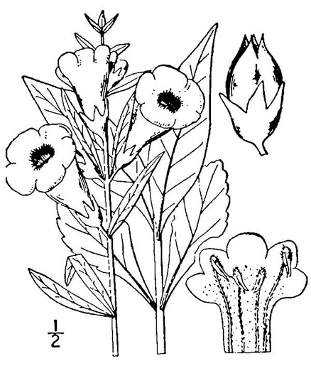 image of Aureolaria levigata, Appalachian Oak-leach, Smooth False Foxglove, Entireleaf Yellow False Foxglove