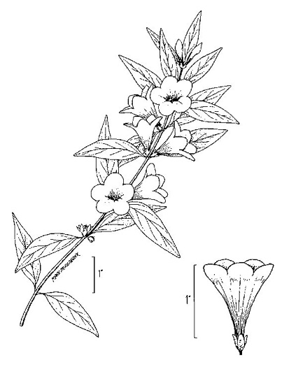 image of Gelsemium sempervirens, Carolina Jessamine, Yellow Jessamine