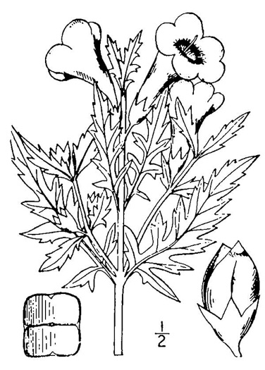 image of Aureolaria virginica, Downy False Foxglove, Downy Oak-leach, Virginia Oak-leach, Downy Yellow False Foxglove