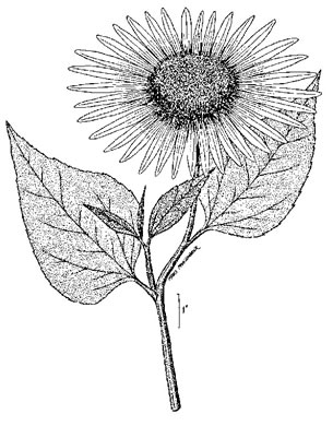 image of Helianthus annuus, Common Sunflower, Mirasol