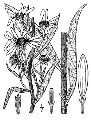 image of Helianthus maximilianii, Maximilian Sunflower