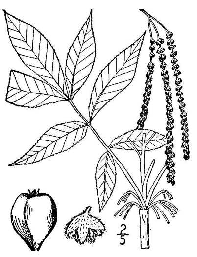 image of Carya glabra, Pignut Hickory