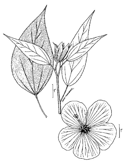 image of Hibiscus moscheutos, Swamp Rosemallow, Eastern Rosemallow, Wild Cotton