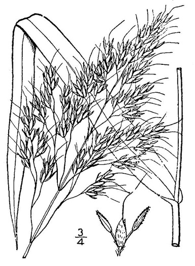 image of Sorghum halepense, Johnsongrass