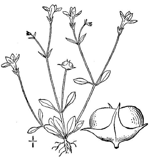 image of Houstonia pusilla, Tiny Bluet, Small Bluet