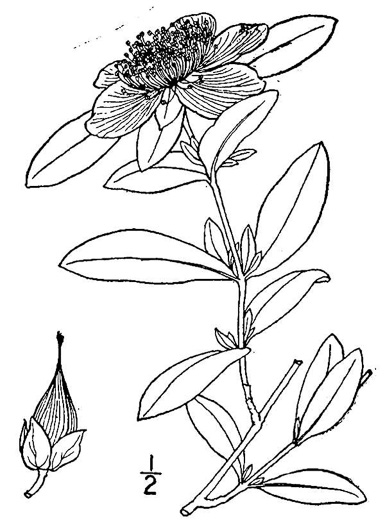 image of Hypericum frondosum, Golden St. Johnswort, Cedar Glade St. Johnswort