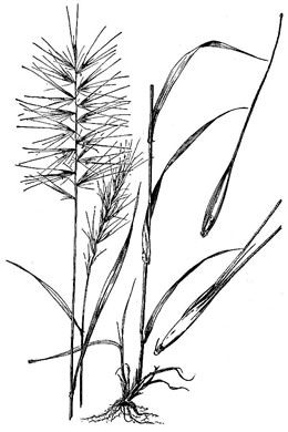 image of Elymus hystrix var. hystrix, Common Bottlebrush Grass, Eastern Bottlebrush-grass