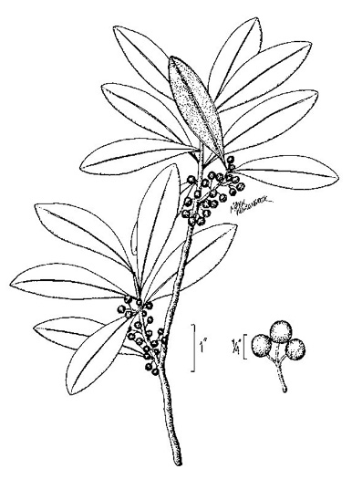 image of Ilex amelanchier, Sarvis Holly