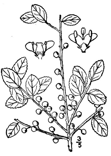 image of Ilex glabra, Inkberry, Bitter Gallberry, Little Gallberry