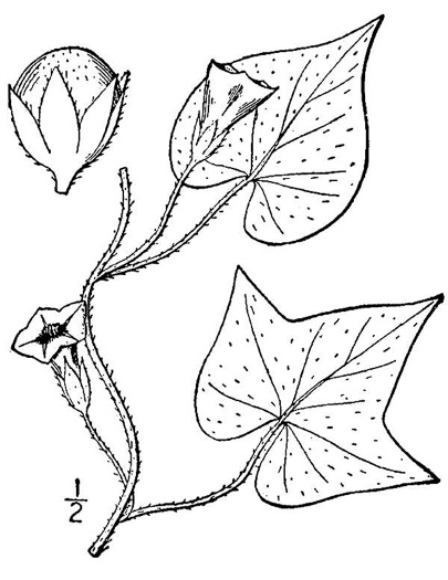 image of Ipomoea lacunosa, Small White Morning Glory, Small-flowered Morning Glory, Whitestar