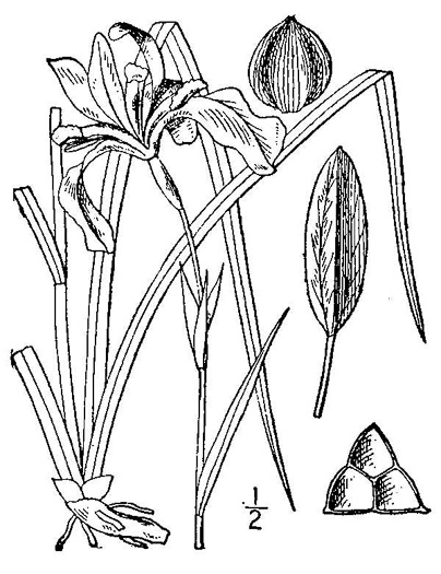 image of Iris prismatica, Slender Blue Flag, Slender Blue Iris