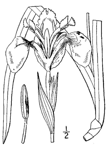 image of Iris pseudacorus, Yellow Flag, Water Flag, Yellow Iris