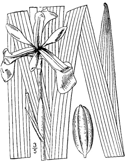 image of Iris versicolor, Northern Blue Flag, Larger Blue Flag, Poison Flag, harlequin blueflag