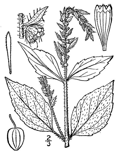 drawing of Iva annua, Sumpweed, Rough Marsh-elder, Annual Marsh-elder