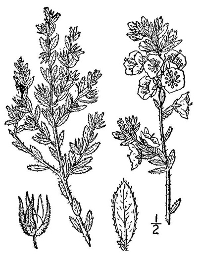 drawing of Kalmia hirsuta, Hairy Wicky, Kalmiella