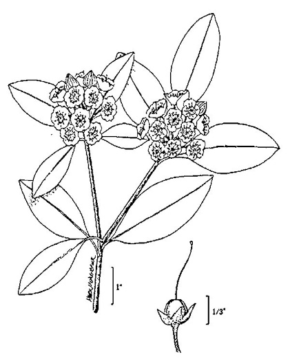 image of Kalmia latifolia, Mountain Laurel, Ivy, Calico-bush, Mountain Ivy