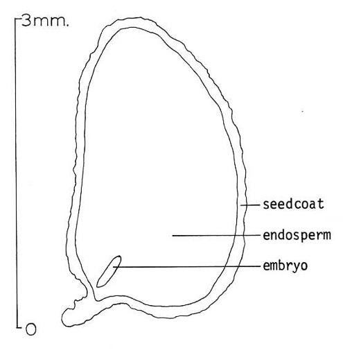 image of Kalopanax septemlobus, Castor Aralia