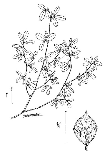 image of Kummerowia striata, Japanese-clover, Common Lespedeza, Annual Lespedeza