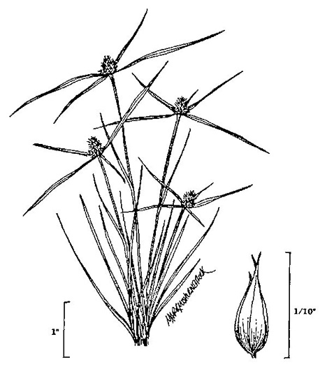 image of Cyperus hortensis, Annual Greenhead Sedge, Low Spikesedge