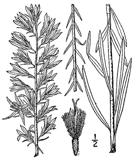 image of Liatris elegans var. elegans, Common Elegant Blazing-star