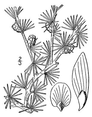 image of Larix laricina, Eastern Tamarack, Eastern Larch