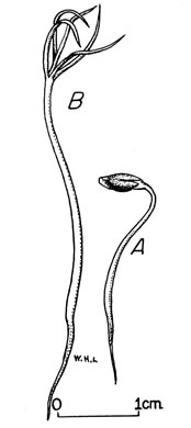 image of Larix laricina, Eastern Tamarack, Eastern Larch