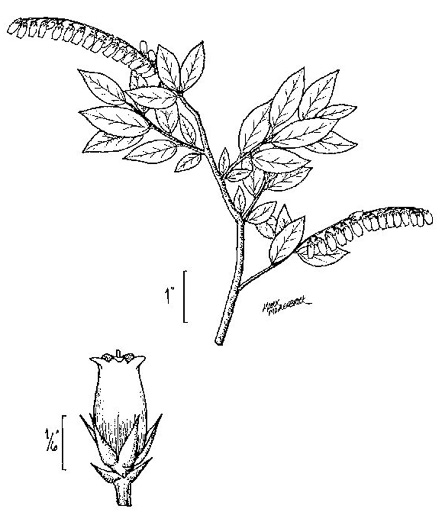 image of Eubotrys racemosus, Coastal Fetterbush, Swamp Sweetbells, Swamp Leucothoe, Swamp Fetterbush