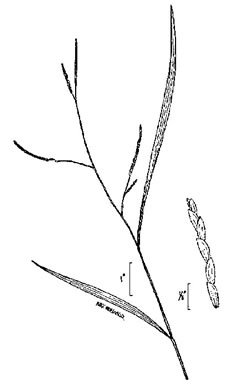 image of Leersia virginica, White Cutgrass, Whitegrass, Virginia Cutgrass