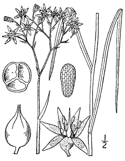 image of Lophiola aurea, Goldencrest