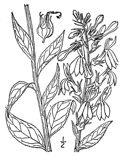 image of Lobelia cardinalis var. cardinalis, Cardinal Flower