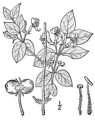 image of Lonicera xylosteum, European Fly-honeysuckle, Dwarf Honeysuckle