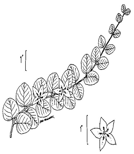 image of Lysimachia nummularia, Moneywort, Creeping Jenny, Creeping Charlie