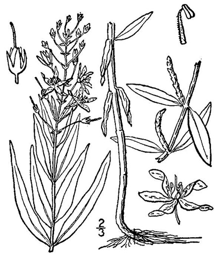 image of Lysimachia terrestris, Swamp Candles, Bog-candles, Bog Loosestrife