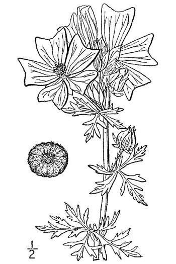 drawing of Malva moschata, Marsh Mallow, Musk Mallow, Rose Mallow