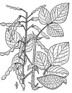 image of Desmodium canescens, Hoary Tick-trefoil